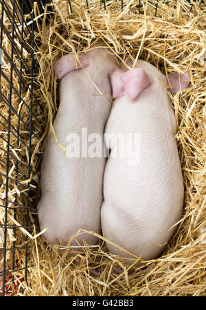 Due suinetti giacenti in un letto di paglia Foto Stock