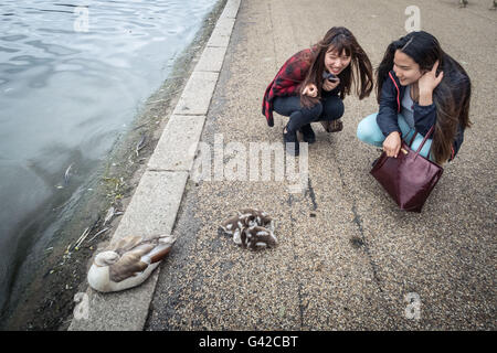 Londra, Regno Unito. Il 18 giugno, 2016. Oca egiziana goslings a Hyde Park Credit: Guy Corbishley/Alamy Live News Foto Stock