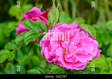 Rugosa rosa (Rosa rugosa) crescente a inizio estate nel West Sussex, in Inghilterra, Regno Unito. Foto Stock