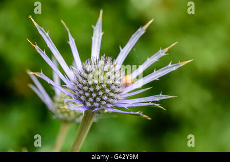 Prime fasi di mare Holly, noto anche come Oliver eryngo (Eryngium x oliverianum) cresce in giugno nel West Sussex, in Inghilterra, Regno Unito. Foto Stock