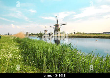 Tradizionali mulini a vento olandese con erba verde in primo piano, Paesi Bassi Foto Stock