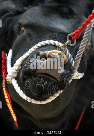 Vendita di Perth Bull. Un aberdeen Angus bull durante il Perth Bull sale tenuto presso United Auctions a Stirling, Scozia. Foto Stock