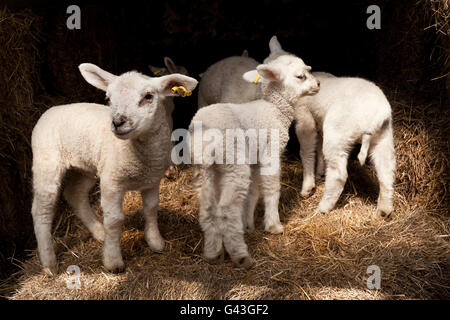 Agnelli orfani Foto Stock