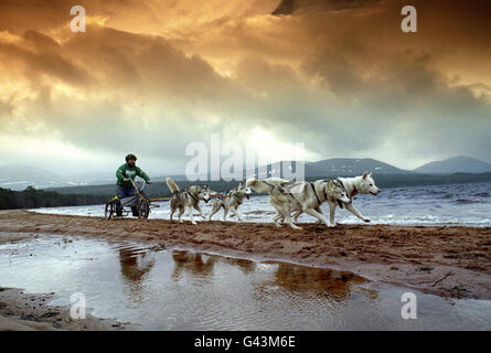 John Evans di Northampton, corre i suoi cani sulle rive del Loch Morlich, vicino Aviemore, prima del 14° Winalot Husky Racing Championship, a Glenmore Forest. Foto Stock