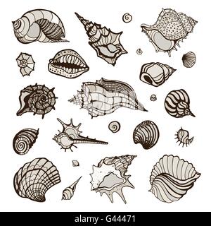 Raccolta con vari gusci di mare. Illustrazione Vettoriale