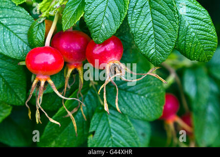 Red Rose hips sul Rosa rugosa impianto Foto Stock