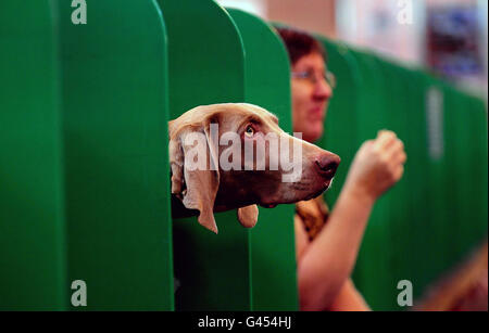 Un Weimaraner durante la mostra annuale dei cani Crufts al NEC, Birmingham. Foto Stock