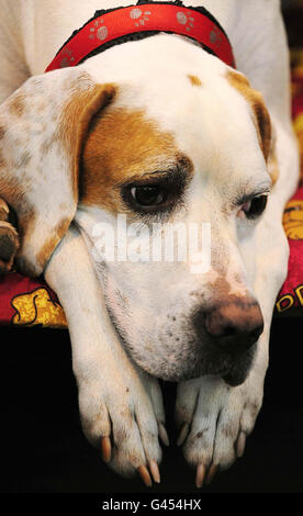 Un puntatore raffigurato durante lo spettacolo annuale dei cani Crufts al NEC, Birmingham. Foto Stock