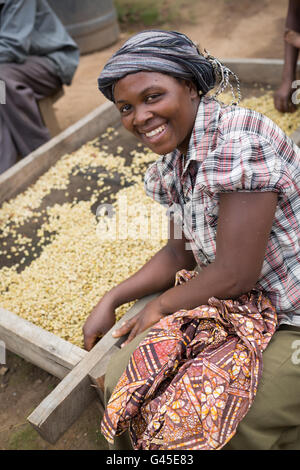 I chicchi di caffè sono ordinati ed essiccato su letti di essiccazione da parte degli agricoltori ad una cooperativa in Kasese District, Uganda. Foto Stock