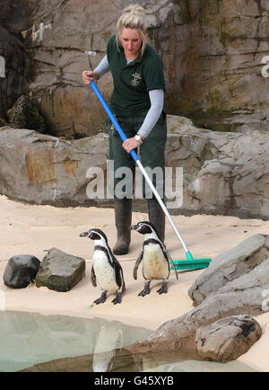 Foto. Il guardiano degli animali Kirsty McQuade spazza il recinto dei pinguini al parco safari di Blair Drummond a Stirling mentre il personale prepara i preparativi finali ai recinti degli animali prima che il parco apra questo sabato per la stagione 2011. Foto Stock