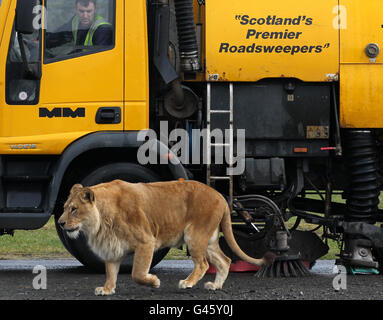 Il spazzatore stradale John Hunter attraversa la strada attraverso il recinto dei leoni del Blair Drummond Safari Park, mentre i preparativi finali sono fatti per recinzioni di animali prima che il parco apra questo sabato per la stagione 2011. Foto Stock