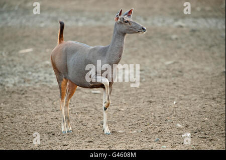 L'immagine di Sambar Deer ( Rusa unicolor ) che concede la chiamata di allarme in Tadoba national park, India Foto Stock