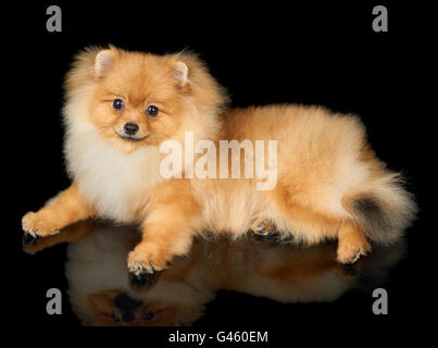 Uno rosso di Pomerania spitz giace sul nero sfondo isolato Foto Stock