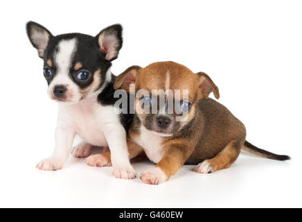 Due cuccioli di chihuahua isolato su bianco Foto Stock