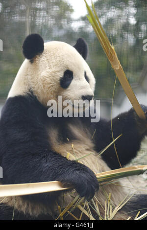 Il gigante maschile Panda Yang Guang mangia bambù nel suo recinto al Bifengxia Panda Center vicino alla città di Ya'an nella provincia di Sichuan, Cina. Foto Stock