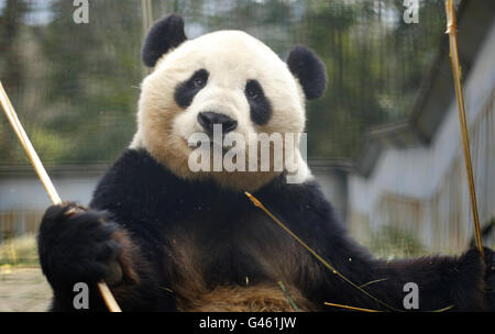 Il gigante maschile Panda Yang Guang mangia bambù nel suo recinto al Bifengxia Panda Center vicino alla città di Ya'an nella provincia di Sichuan, Cina. Foto Stock