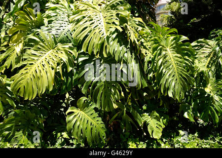 L'albero del pane messicano o formaggio svizzero impianto, Monstera deliciosa, in giardino, Spagna. Foto Stock