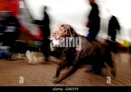 I cani e i loro proprietari arrivano per la mostra annuale dei cani Crufts al NEC di Birmingham. Foto Stock