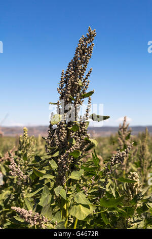 La quinoa piante campo (Chenopodium quinoa) in Antequera Malaga, Andalusia Spagna meridionale, Europa Foto Stock