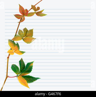 Ramo multicolore di uve foglie (Parthenocissus quinquefolia fogliame) sul quaderno. Si torna a scuola dello sfondo. Foto Stock