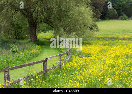 Ranuncolo campo nella parte superiore della macellazione. Cotswolds, Gloucestershire, Inghilterra Foto Stock