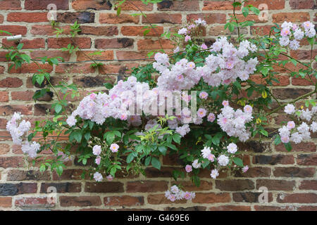 Rose "Paul's Himalayan Musk'. Rambling Rosa che cresce su una casa in Cotswolds. Ashton sotto la collina, Worcestershire, Inghilterra Foto Stock