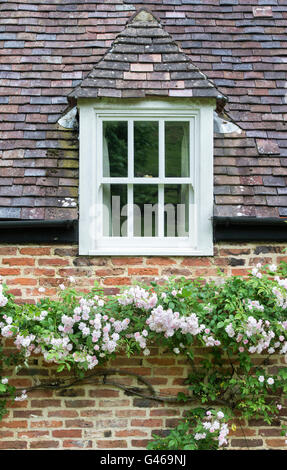 Rose "Paul's Himalayan Musk'. Rambling Rosa che cresce su una casa in Cotswolds. Ashton sotto la collina, Worcestershire, Inghilterra Foto Stock