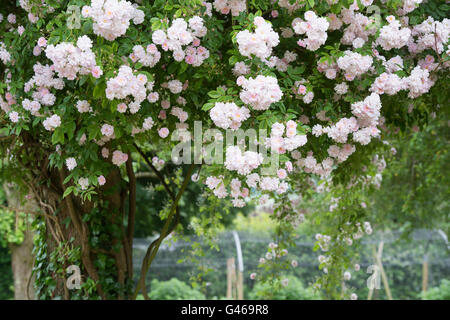 Rose "Paul's Himalayan Musk'. Rambling Rosa che cresce su un albero in un giardino di Cotswold. Ashton sotto la collina, Worcestershire, Inghilterra Foto Stock