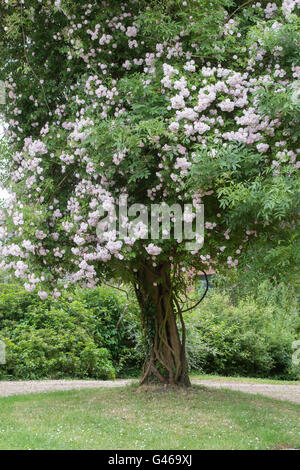 Rose "Paul's Himalayan Musk'. Rambling Rosa che cresce su un albero in un giardino di Cotswold. Ashton sotto la collina, Worcestershire, Inghilterra Foto Stock