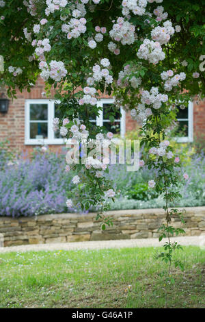 Rose "Paul's Himalayan Musk'. Rambling Rosa che cresce su un albero in un giardino di Cotswold. Ashton sotto la collina, Worcestershire, Inghilterra Foto Stock