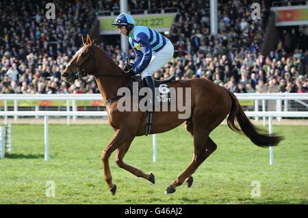 Fiulin guidato da Paul Moloney che andrà a pubblicare per l'ostacolo di Albert Bartlett Novices in Gold Cup Day, durante il Cheltenham Festival. Foto Stock