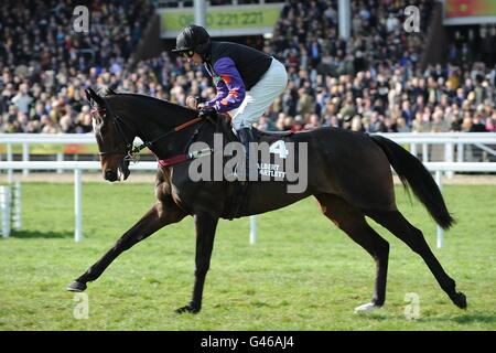 Champion Court indomato da Warren Marston che andrà a pubblicare per l'ostacolo di Albert Bartlett Novices in Gold Cup Day, durante il Cheltenham Festival. Foto Stock