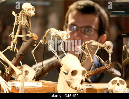 Jack Ashby, membro dello staff dell'UCL, guarda gli scheletri dei primati, parte del Grant Museum of Zoology & Comparative Anatomy, che ha riaperto al pubblico oggi. Foto Stock