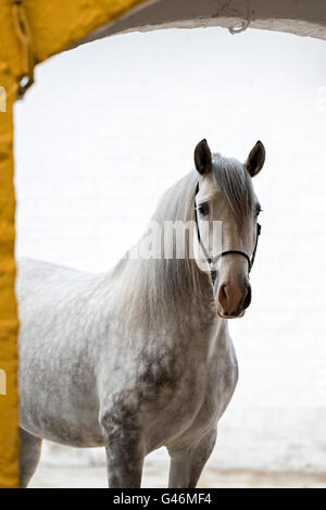 Bella PRE stallone ritratto Foto Stock