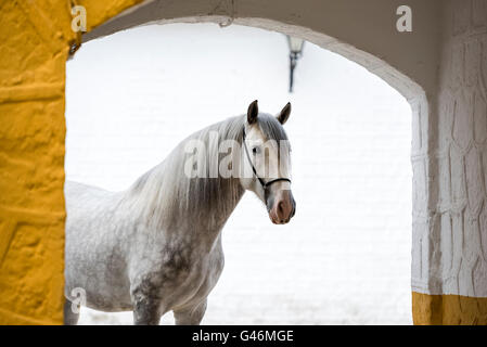 Bella PRE stallone ritratto Foto Stock