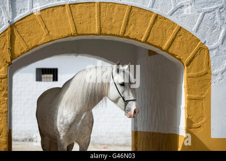 Bella PRE stallone ritratto Foto Stock