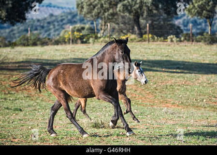 Gruppo di razza spagnola mare in Spagna Foto Stock