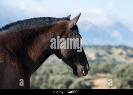 Ritratto di un black spanish mare Foto Stock