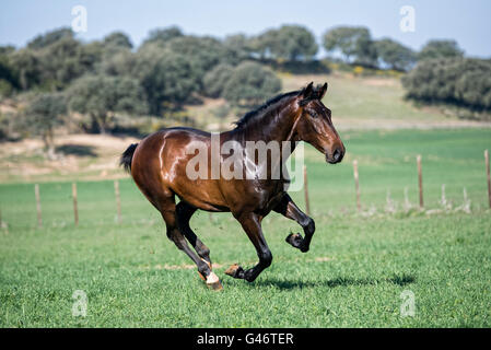 PRE stallone divertirsi in un pascolo Foto Stock