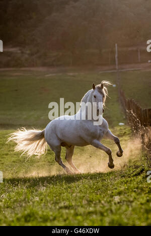 Grigio PRE stallone correndo libero nel tramonto in Spagna Foto Stock