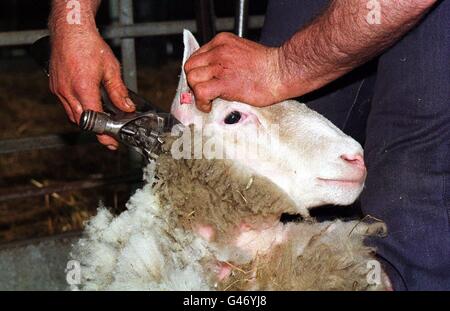 Dolly la pecora, che ha ottenuto la fama come il primo animale clonato del mondo, è stato tagliato dal tosatore del campione del mondo Georgie Bayne da Hawick, al Roslin Institute, vicino Edimburgo, per raccogliere i soldi per la carità di Cystic Fibrosis. Foto Stock