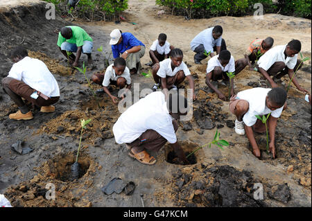 KENYA Mombasa, villaggio Majaoni, i bambini della scuola di ambiente club giovani pianta mangrove durante il sentiero escursione alla fascia costiera per il clima e la protezione delle coste per prevenire erosione del mare, la creazione di una consapevolezza ambientale Foto Stock