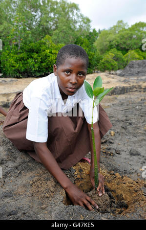 KENYA Mombasa, villaggio Majaoni, i bambini della scuola di ambiente club giovani pianta mangrove durante il sentiero escursione alla fascia costiera per il clima e la protezione delle coste per prevenire erosione del mare, la creazione di una consapevolezza ambientale Foto Stock