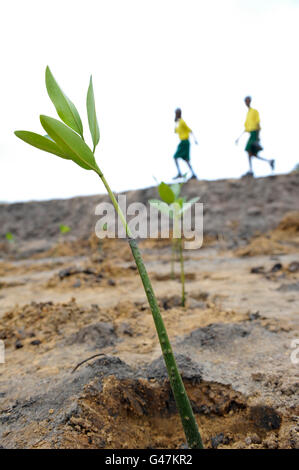 KENYA Mombasa, villaggio Majaoni, i bambini della scuola di ambiente club giovani pianta mangrove durante il sentiero escursione alla fascia costiera per il clima e la protezione delle coste per prevenire erosione del mare, la creazione di una consapevolezza ambientale Foto Stock