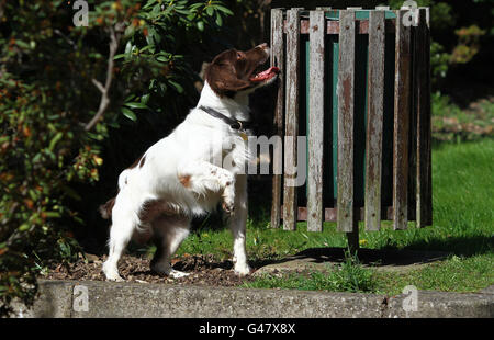 Esplosivi Cerca cane Rowan, uno spagnolo Springer inglese cerca un cestino durante l'allenamento di aggiornamento al Warrens Sports Club di Bromley, Kent, prima del matrimonio reale la prossima settimana. Foto Stock