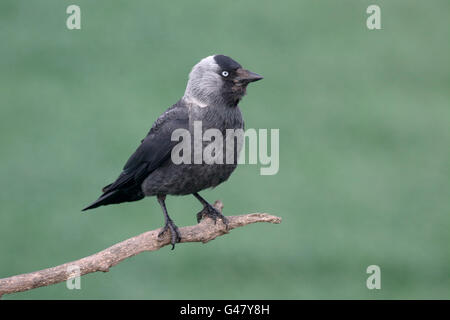 Taccola Corvus monedula, singolo uccello sul ramo, Ungheria, Maggio 2016 Foto Stock