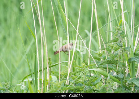 Un arroccato Reed trillo Foto Stock