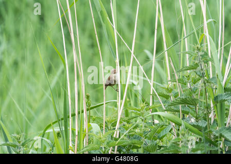 Un arroccato Reed trillo Foto Stock