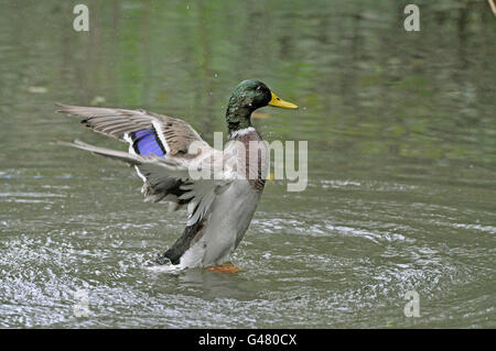 Drake Mallard sbattimenti ali dopo la balneazione Foto Stock