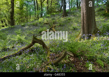 Hardcastle Crags, nello Yorkshire, Regno Unito, bluebells Foto Stock